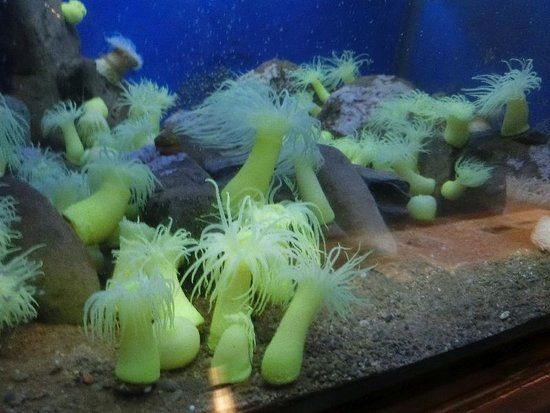 Kyoto University Shirahama Aquarium